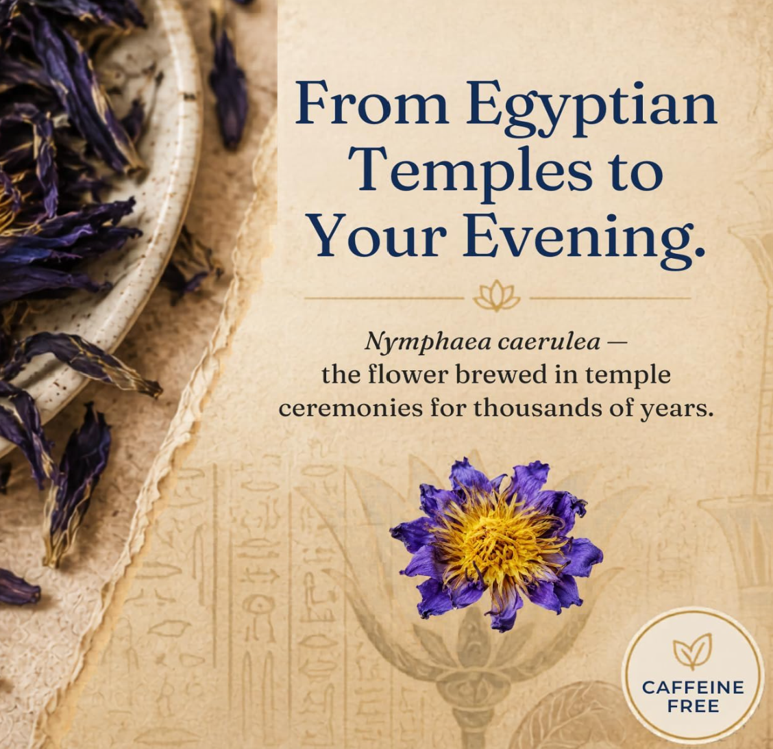 Egyptian Blue Lotus (Nymphaea Caerulea) | Botanical Down-Regulation Protocol
